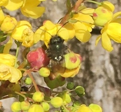 Osmia lignaria propinqua