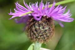 Centaurea rhaetica
