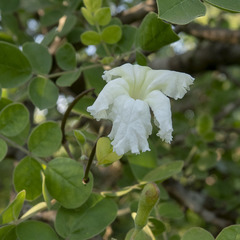 Dolichandrone falcata