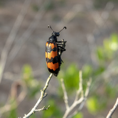 Hycleus biundulatus
