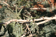 Vachellia davyi