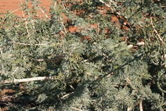 Vachellia davyi