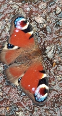 Aglais io