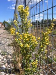 Solidago virgaurea