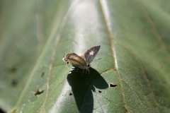 Sinthusa chandrana