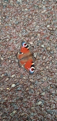 Aglais io