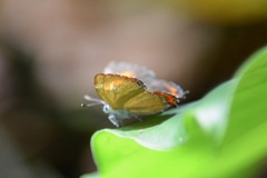 Heliophorus epicles