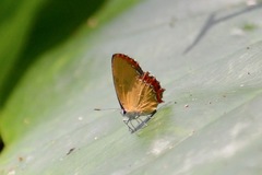 Heliophorus epicles