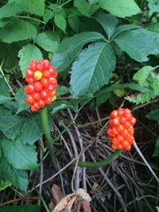 Arum cylindraceum
