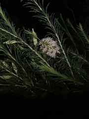 Melaleuca armillaris