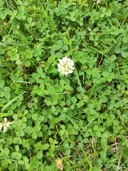 Trifolium repens