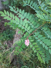 Robinia viscosa hartwigii