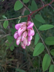 Robinia viscosa hartwigii