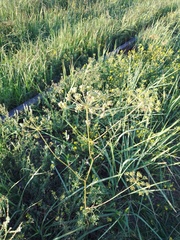 Peucedanum oreoselinum