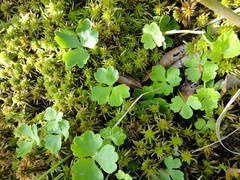 Ranunculus lapponicus