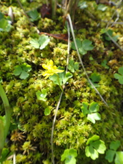 Ranunculus lapponicus