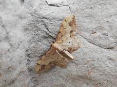 Idaea efflorata