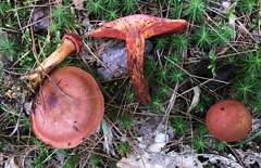 Cortinarius sanguineus