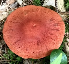 Cortinarius sanguineus