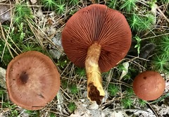 Cortinarius sanguineus