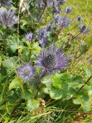 Eryngium alpinum