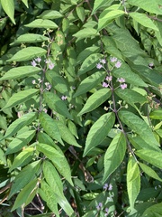 Callicarpa dichotoma
