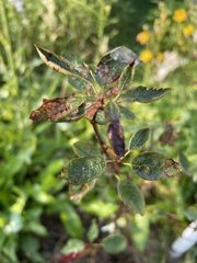 Amelanchier arborea arborea
