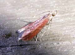Varneria postremella