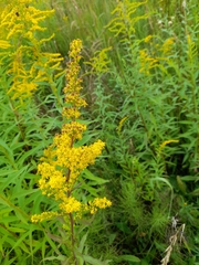 Solidago × niederederi