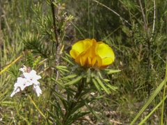 Pultenaea aristata