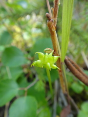 Ranunculus lapponicus