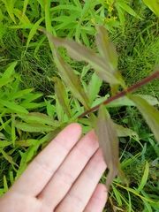 Solidago × niederederi