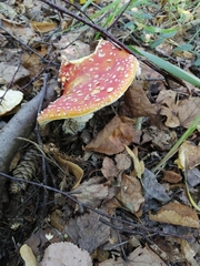 Amanita muscaria