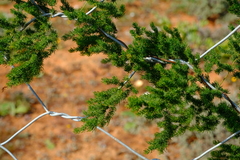 Asparagus fasciculatus