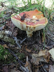 Amanita muscaria