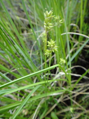 Carex tenuiflora
