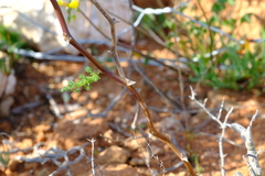 Asparagus fasciculatus