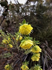 Pimelea suaveolens