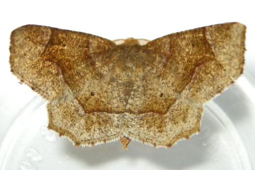 Common Metarranthis Moth