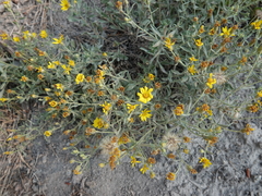 Heterotheca depressa