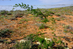 Asparagus fasciculatus