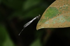 Prodasineura collaris