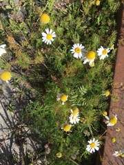 Tripleurospermum inodorum