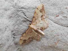 Idaea efflorata