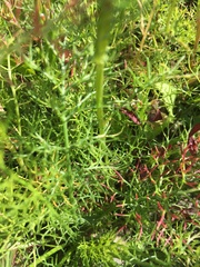 Tripleurospermum inodorum