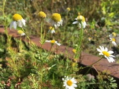 Tripleurospermum inodorum