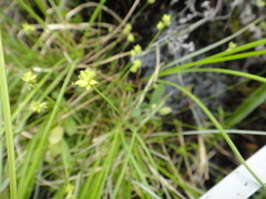 Carex tenuiflora