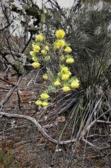 Pimelea suaveolens