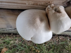 Pluteus petasatus
