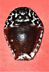 Aspidoproctus maximum